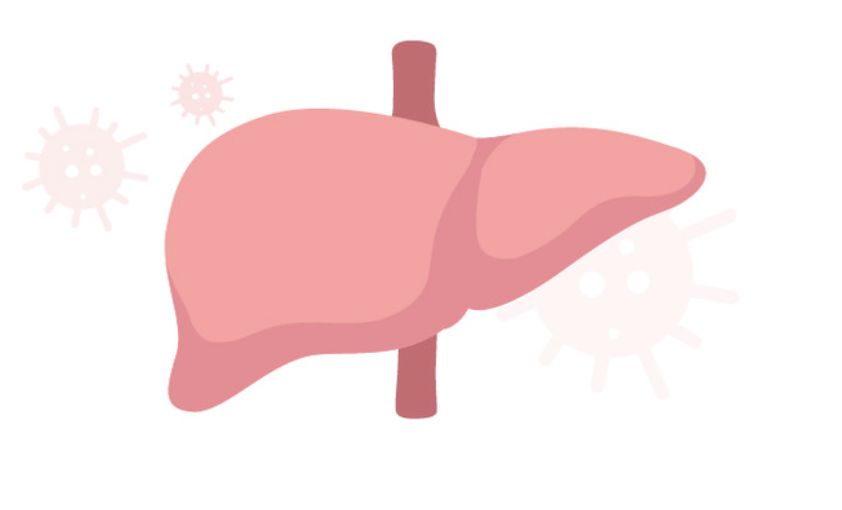 간암 검진 이미지
