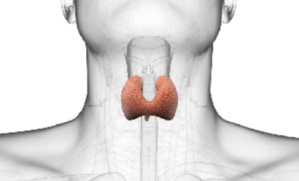 갑상선
